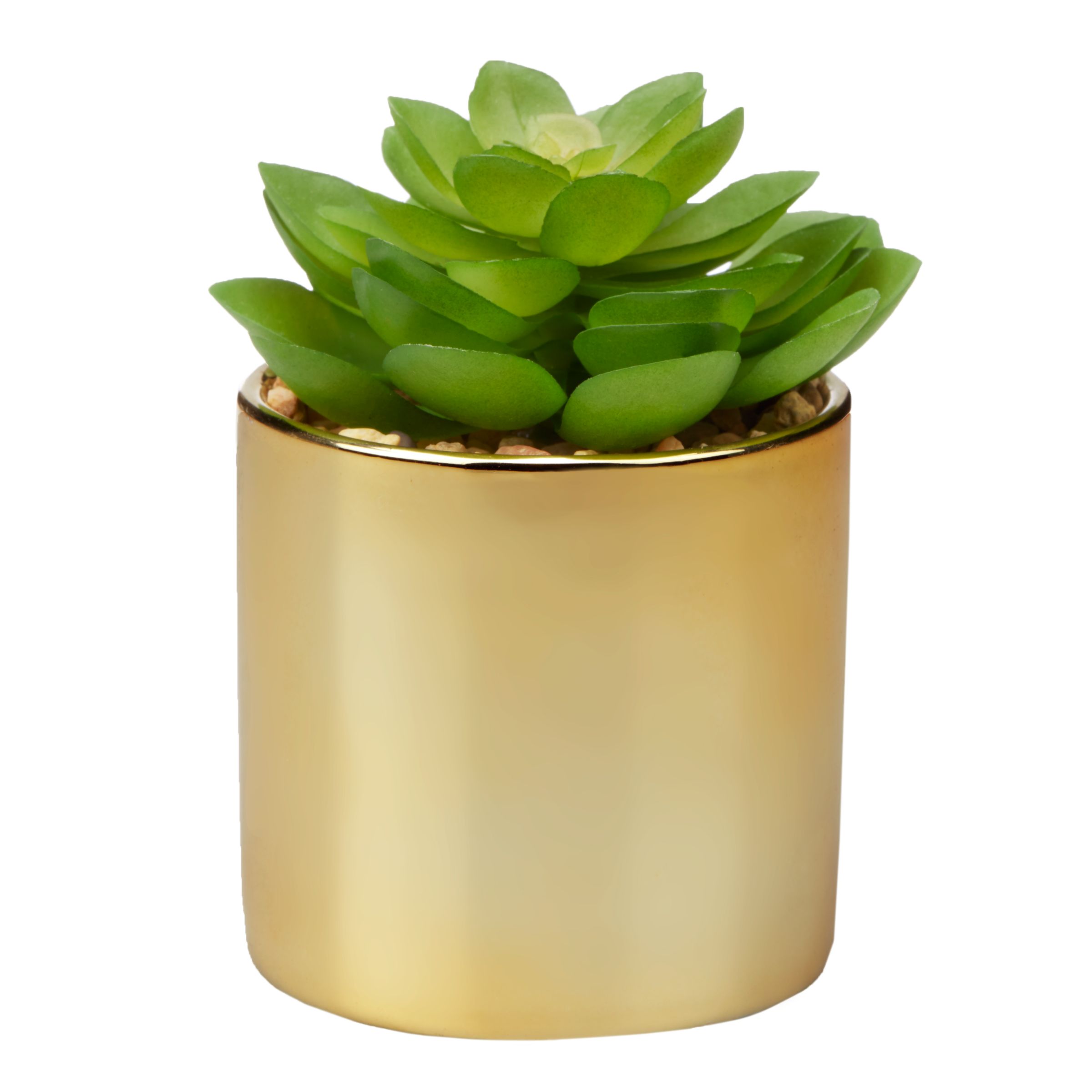 John Lewis Partners Artificial  Flat Succulent  Plant in 