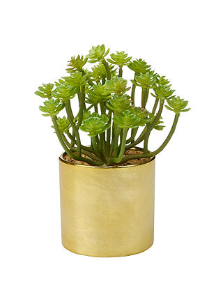 John Lewis & Partners Artificial Branched Succulent Plant in Gold Pot