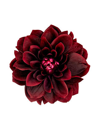 John Lewis & Partners Ruby Dahlia Clip On Tree Decoration, Red
