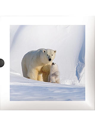 Darkroom Arctic Wildlife Christmas Cards, Pack of 16, 2 Designs