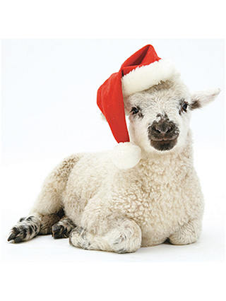 The Almanac Gallery Little Lamb Christmas Cards, Pack of 8
