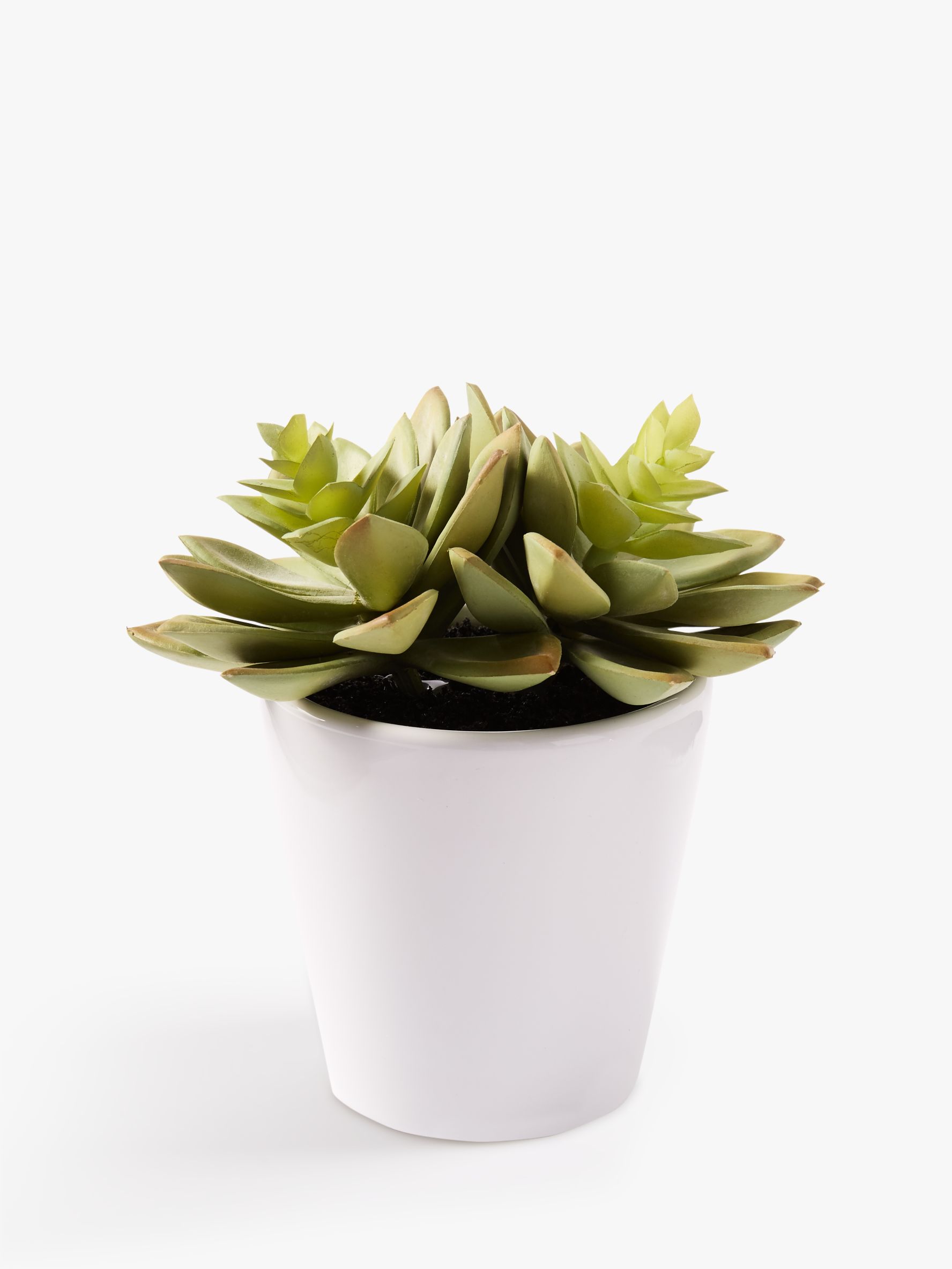 west elm Faux Echeveria Succulent in Ceramic Pot review