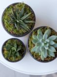 The Little Botanical Succulent Plant Gang