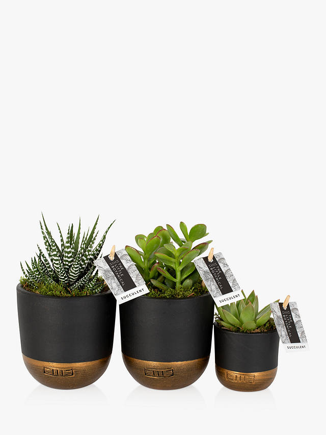The Little Botanical Succulent Plant Gang
