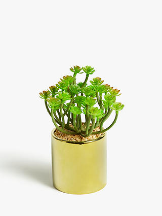 John Lewis Artificial Succulent & Gold-Toned Pot