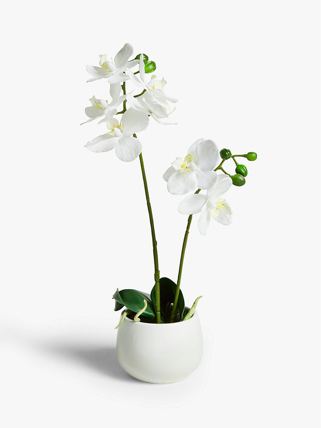 John Lewis Artificial Small White Orchid