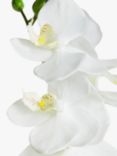 John Lewis Artificial Small White Orchid in Ceramic Pot