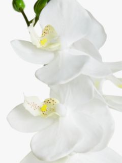 John Lewis Artificial Small White Orchid