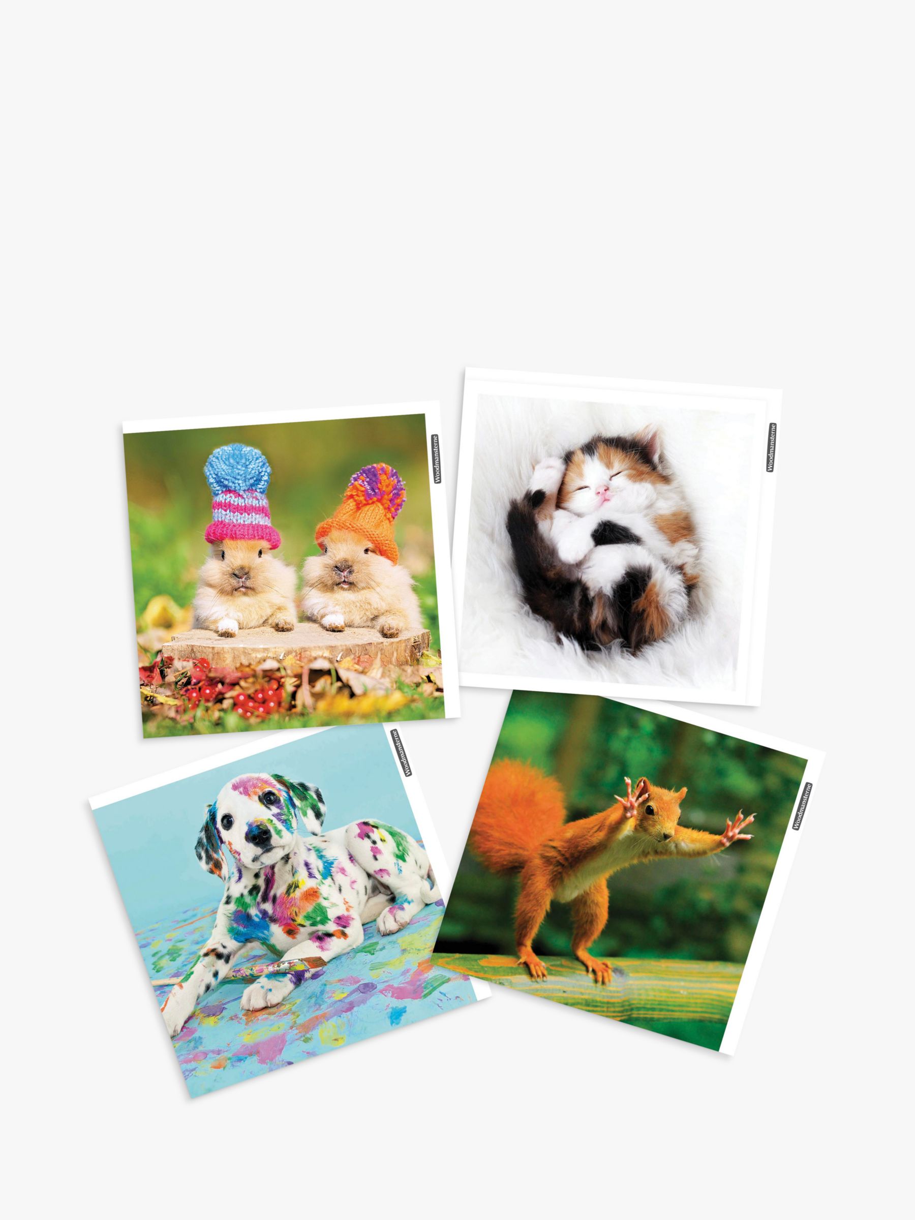 Woodmansterne Photographic Animal Blank Greeting Cards, Pack of 4