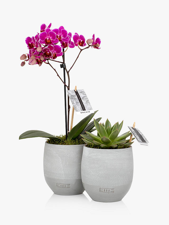 The Little Botanical Orchid & Succulent Duo