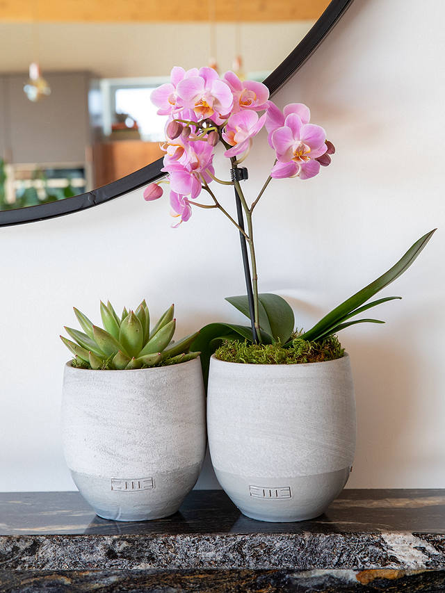The Little Botanical Orchid & Succulent Duo