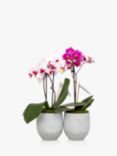 The Little Botanical Mini Orchid Duo