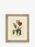 Tulips III - Framed Print & Mount, 60 x 50cm, Red/Multi