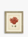 Brookpace Lascelles 'Red Coral III' Framed Print & Mount, 60 x 50cm, Red