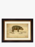 Hippopotamus - Framed Print & Mount, 46 x 55cm, Grey