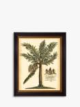 Fruitful Palm III - Framed Print, 51 x 41cm, Green