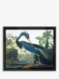 Brookpace Lascelles John James Audubon 'Tropical Bird II' Framed Print, 56 x 46cm, Blue