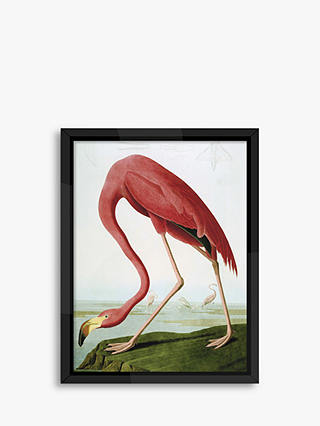 John James Audubon - Flamingo Framed Print, 86 x 66cm, Pink