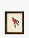 Tropical Bird IV - Framed Print & Mount, 60 x 50cm, Red