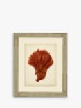 Red Coral I - Framed Print & Mount, 60 x 50cm, Red