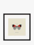 Brookpace Lascelles 'Diaethria Neglecta Butterfly' Framed Print & Mount, 45.5 x 45.5cm, Red/Multi