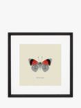 Diaethria Neglecta Butterfly - Framed Print & Mount, 45.5 x 45.5cm, Red/Multi