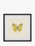 Brookpace Lascelles 'Catopsilia Butterfly' Framed Print & Mount, 45.5 x 45.5cm, Yellow/Multi