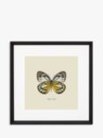 Brookpace Lascelles 'Appias Cardena Butterfly' Framed Print & Mount, 45.5 x 45.5cm, Yellow/Multi