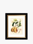 John Lewis 'Tuscan Fruit' Framed Prints & Mounts, Set of 4, 36.5 x 30.5cm, Orange/Multi