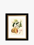 Tuscan Fruit - Framed Prints & Mounts, Set of 4, 36.5 x 30.5cm, Orange/Multi