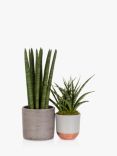 The Little Botanical Sansevieria Duo Plant Set