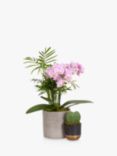 The Little Botanical Gift Of Love Plant Set
