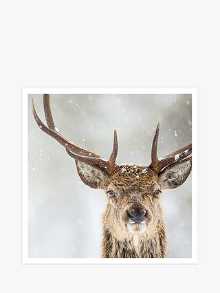 Art File Photographic Stag Charity Christmas Cards, Pack of 6