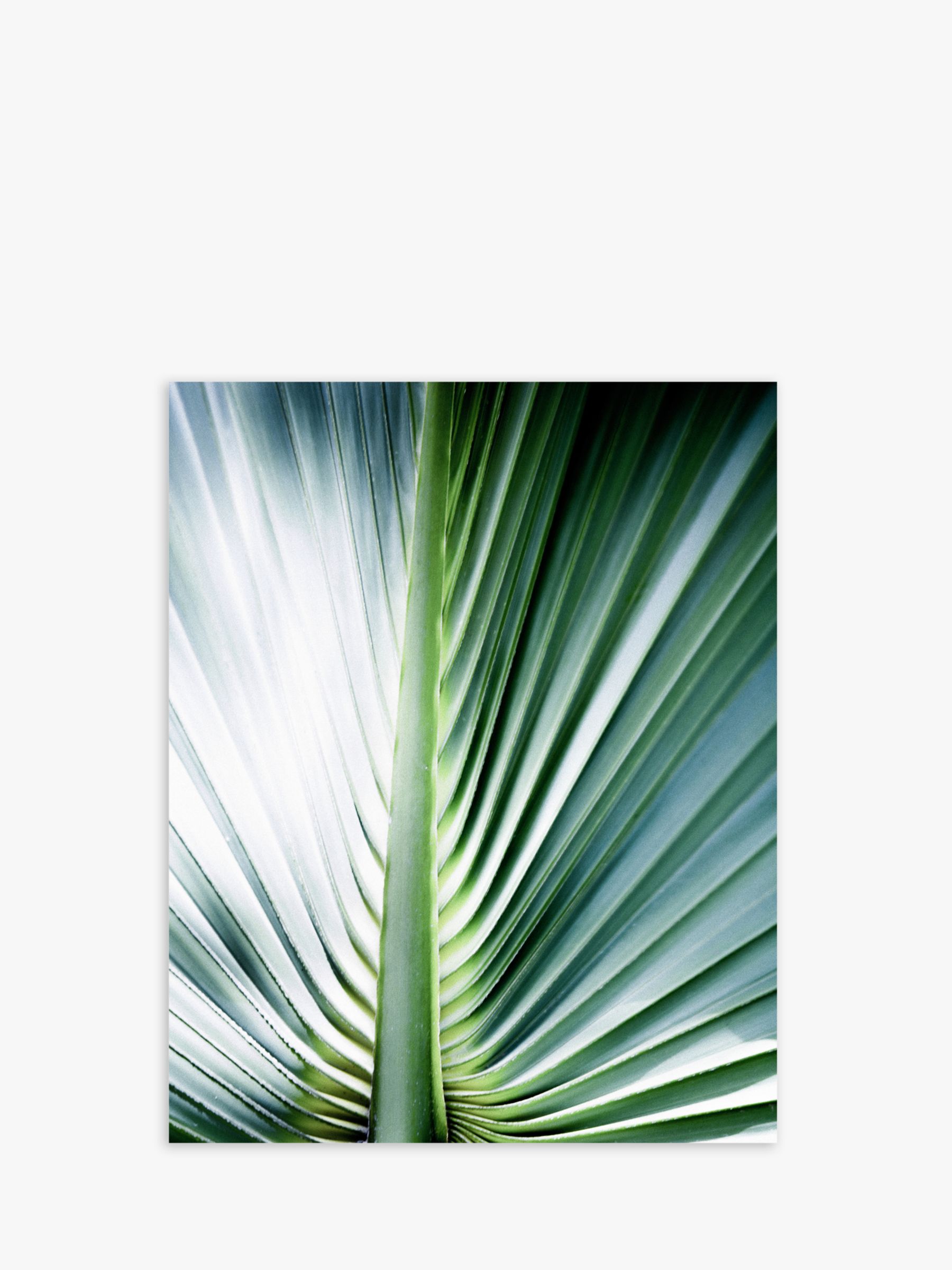 Ferns Up Close - Unframed Prints, Set of 2, 50 x 40cm, Green