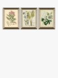 Botanical Florals Framed Prints, Set of 3, 47 x 37cm, Green/Multi