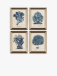 John Lewis Melissa Wang 'Sea Coral Study' Framed Prints, Set of 4, 47 x 37cm, Blue/Multi