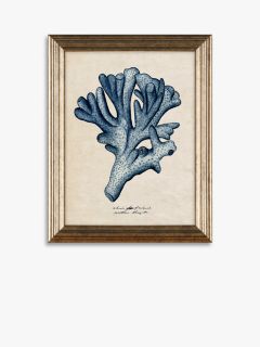 Melissa Wang - Sea Coral Study Framed Prints, Set of 4, 47 x 37cm, Blue ...