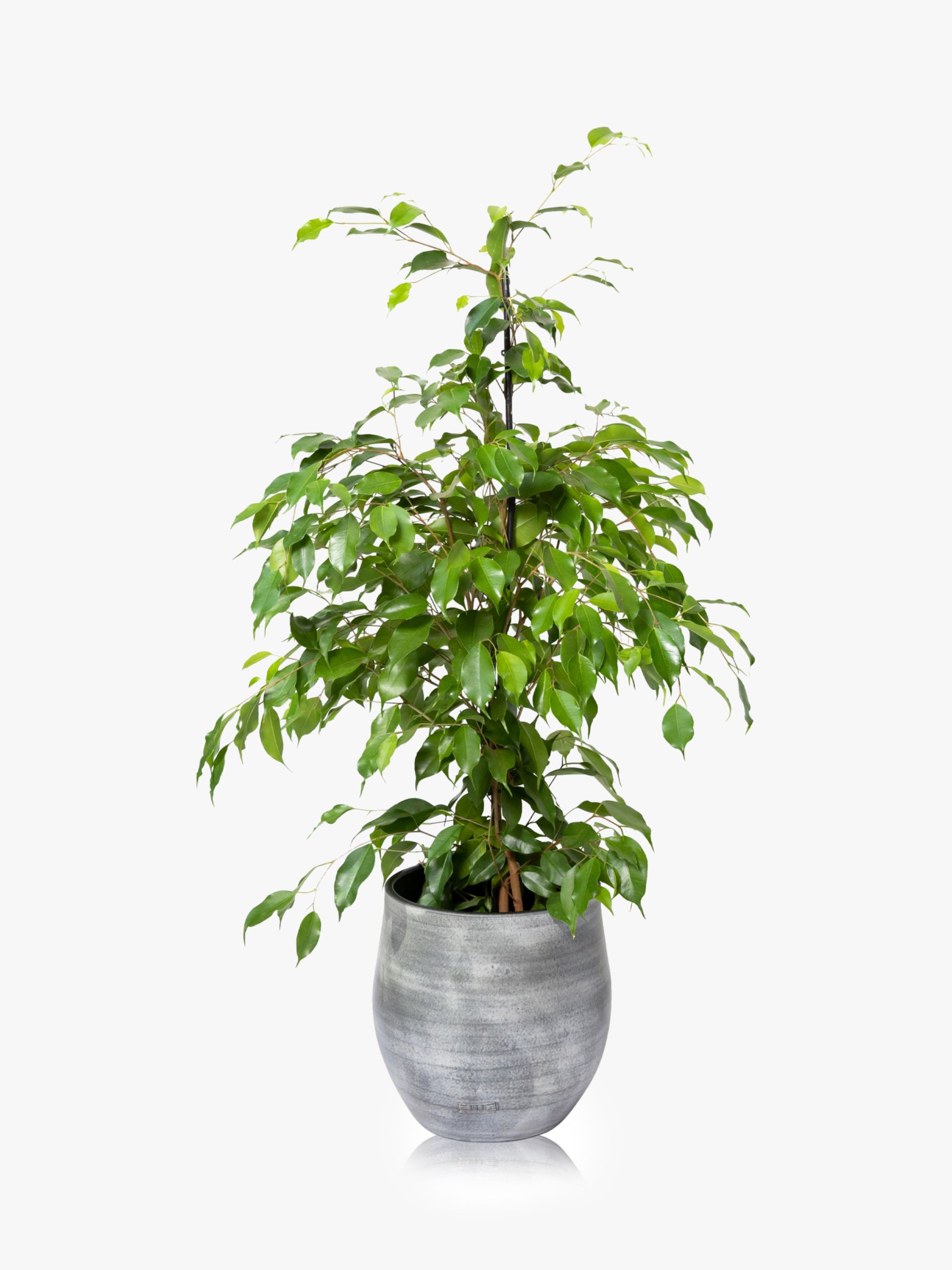 The Little Botanical Large Ficus Benjamina Ceramic Pot Plant