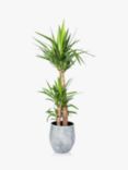 The Little Botanical Extra Large Yucca Ceramic Pot Plant