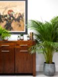 The Little Botanical XL Areca Palm Ceramic Pot Plant