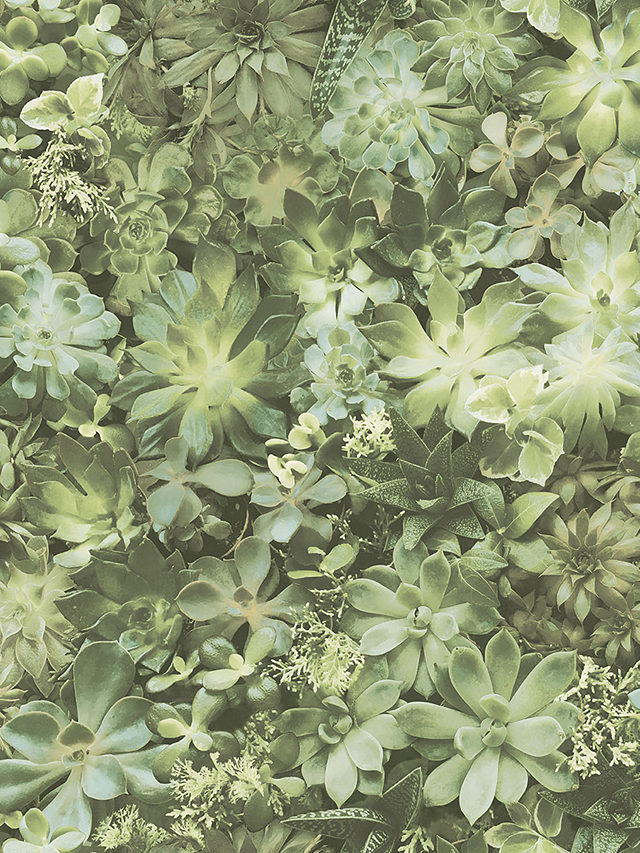 Galerie Succulents Wallpaper, 7320