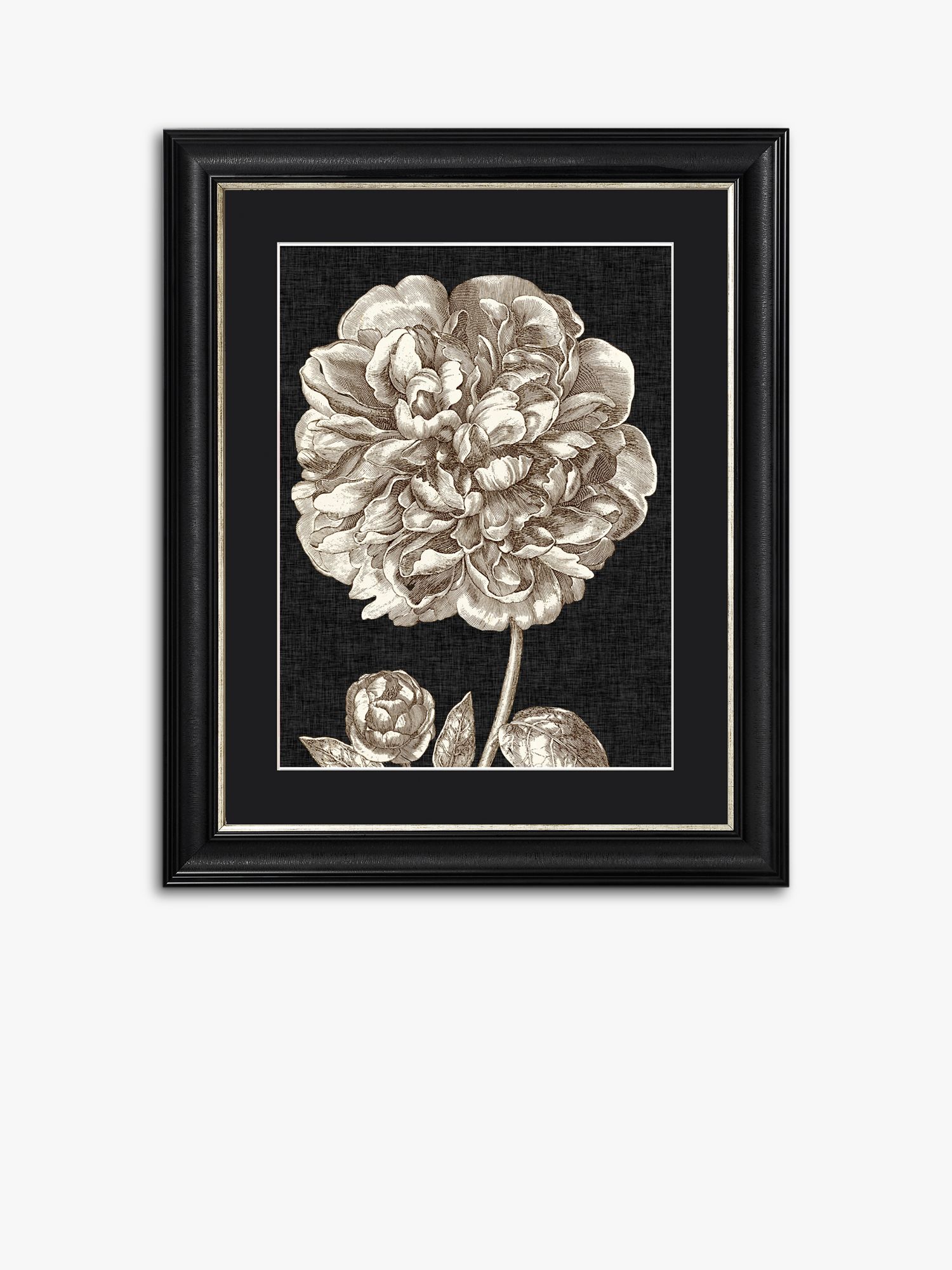 Dramatic Peony II Framed Print & Mount review