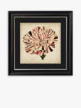 Pop Floral VI Framed Print & Mount, 56 x 56cm, Black/Pink