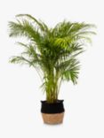 The Little Botanical Extra Large Areca Palm Plant & Basket