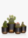The Little Botanical Cactus Plant Family