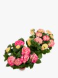 The Little Botanical Hydrangea Bundle, Pink