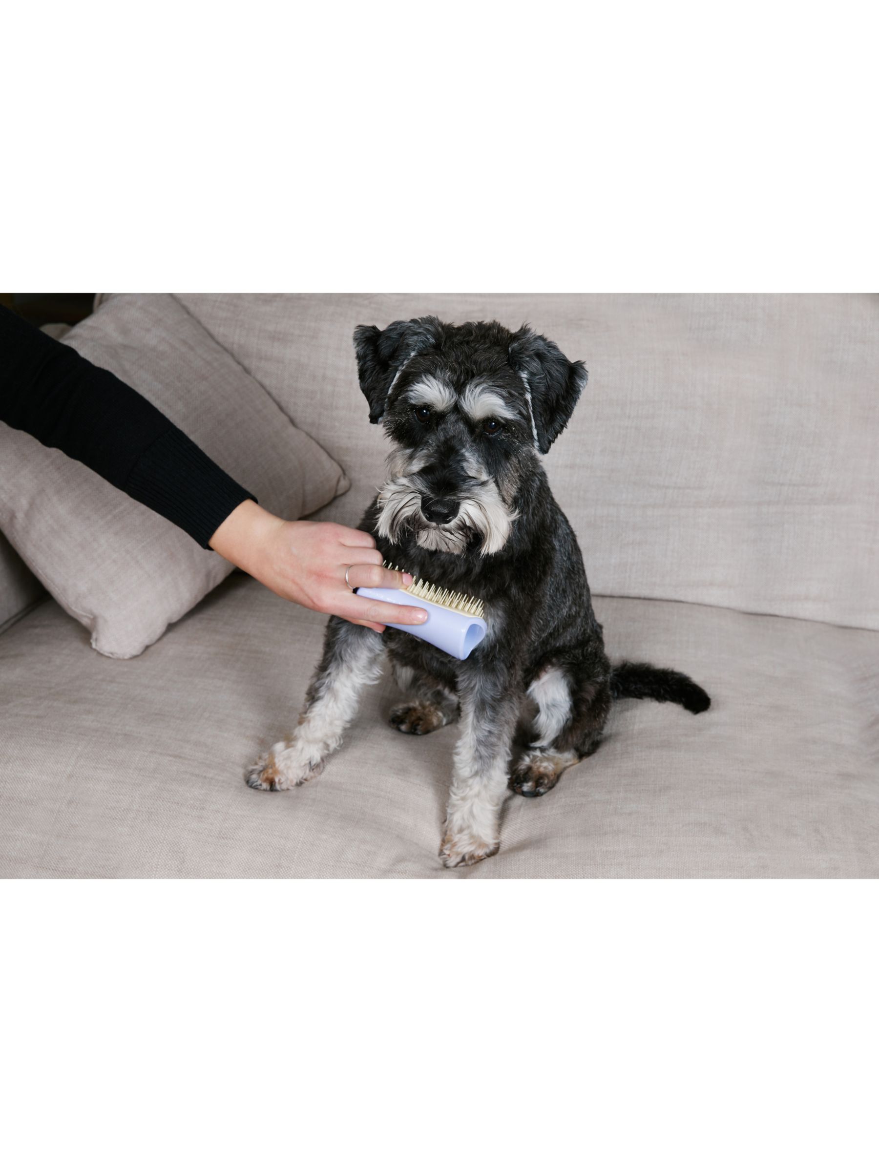 Dog brush clearance for schnauzer