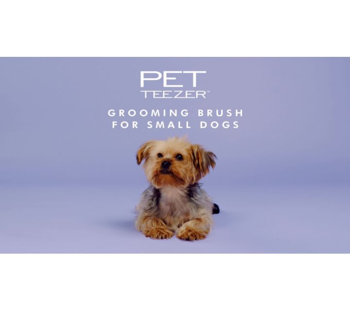 Grooming for small deals dogs near me