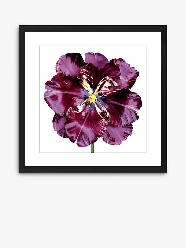 Burgundy Tulip 3 - Framed Print & Mount, 56 x 56cm, Burgundy