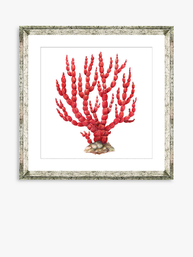 Red Coral 8 - Framed Print & Mount, 46 x 46cm, Red